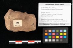 Foto (Objekt + Etikett) von Sphaeria palaeobumeliae Ettingshausen (NHMW-GEO-2024-0188-0039)